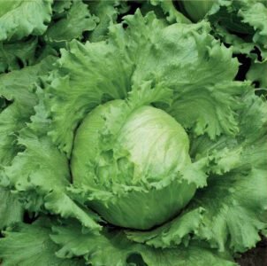 Larsen Iceberg Lettuce Seeds