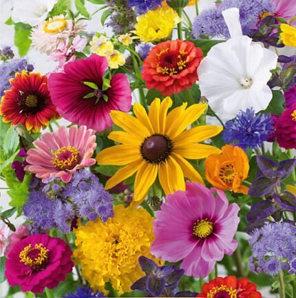 Last Minute Flower Mix Seeds