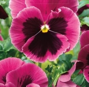 Laura Pansies Seeds