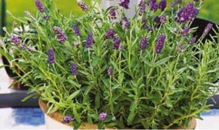 Lavender Seeds