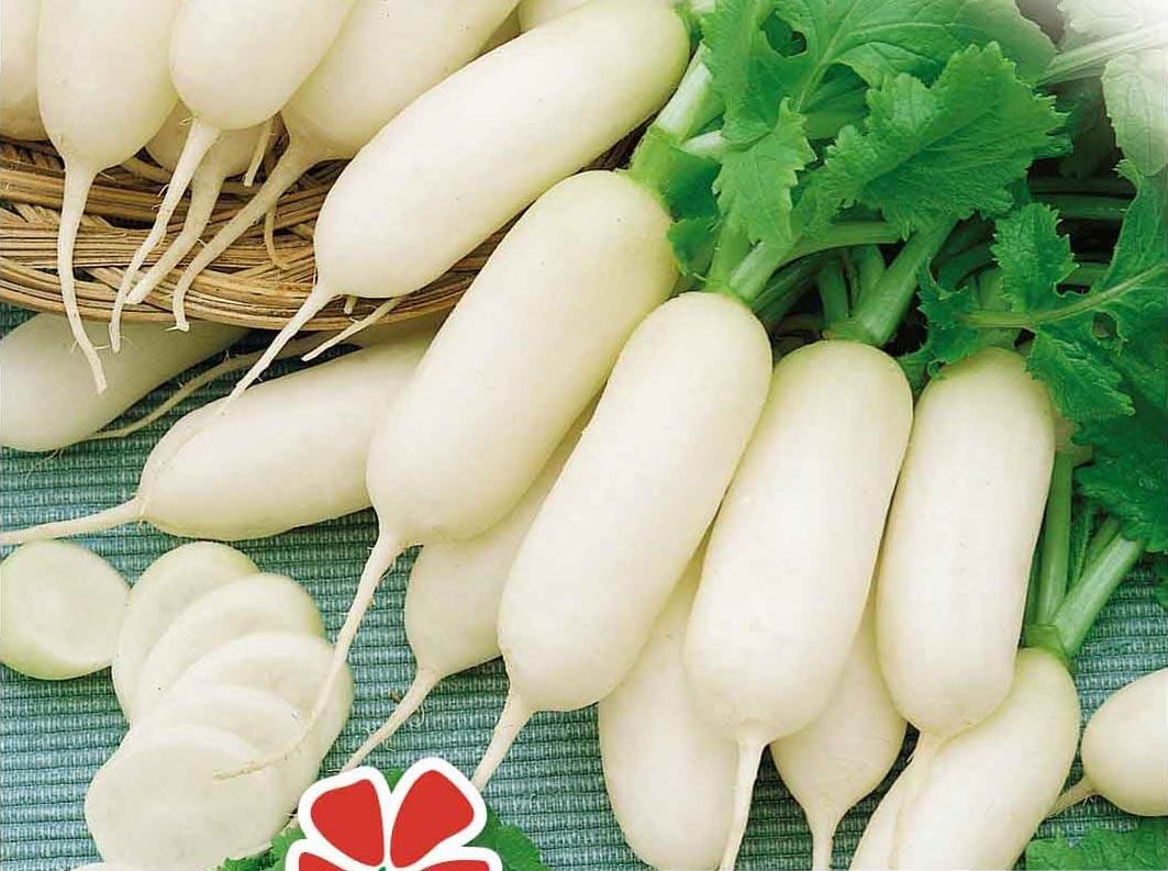 Leda Radish Seeds Leda Radish Seeds