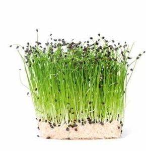 Leek Micro Greens Seeds