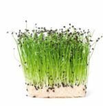 Leek Micro Greens Seeds