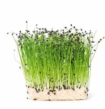 Leek Micro Greens Seeds