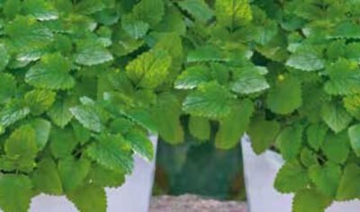 Lemon Balm Seeds
