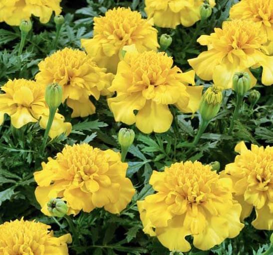 Lemon Drop French Marigold Seeds