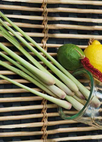 Lemon Grass Seeds