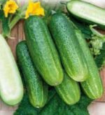 Libelle H Gherkin Cucumber Seeds