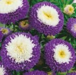 Liliput Blue Moon China Aster Seeds