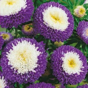 Liliput Blue Moon China Aster Seeds