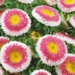 Liliput Hi-No-Maru China Aster Seeds