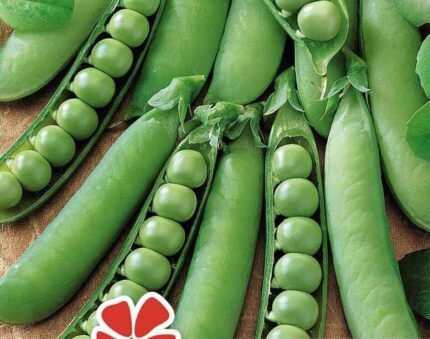 Lincoln Wrinkled Pea Seeds