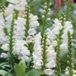 Lionshearts Flower Seeds