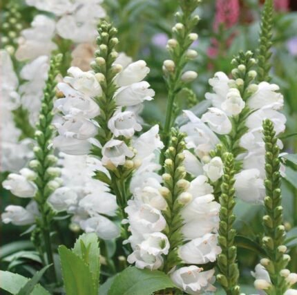 Lionshearts Flower Seeds