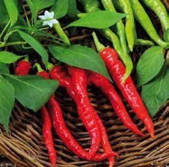 Lombardo Sweet Pepper Seeds