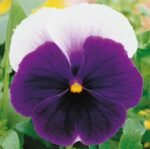 Lord Beaconsfield Pansy Seeds