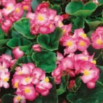 Lucenec H Begonia Seeds