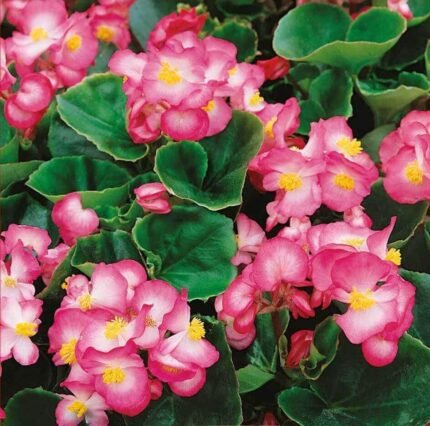 Lucenec H Begonia Seeds