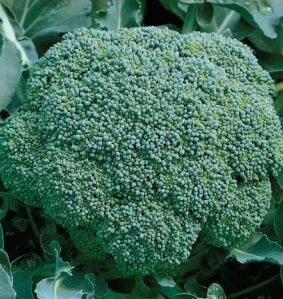 Lucky H Broccoli Seeds