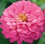 Luminosa Zinnia Seeds