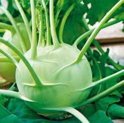 Luna Kohlrabi Seeds