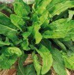 Lyonski Sorrel Seeds