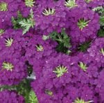 Magenta Hybrid Verbena Seeds