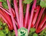 Magenta Sunset Swiss Chard Seeds