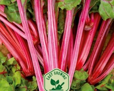 Magenta Sunset Swiss Chard Seeds