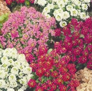 Magic Circles Sweet Alyssum Seeds