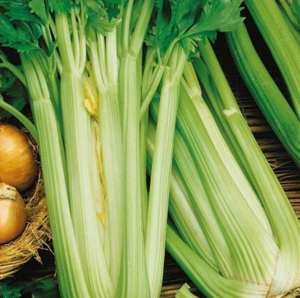 Malachit Celery Seeds