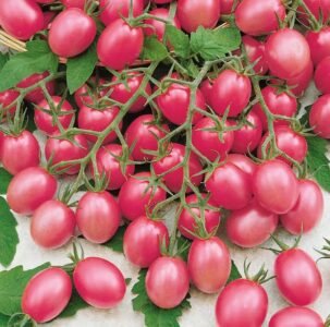 Malinowy Kapturek Tomato Seeds