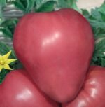 Malinowy Rodeo Tomato Seeds