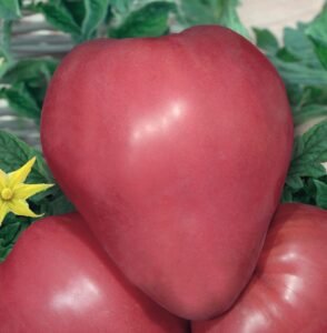 Malinowy Rodeo Tomato Seeds