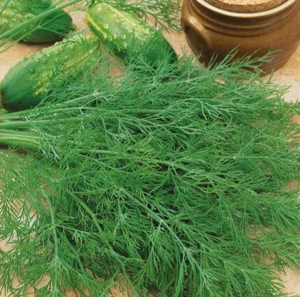 Mammouth Dill Seeds