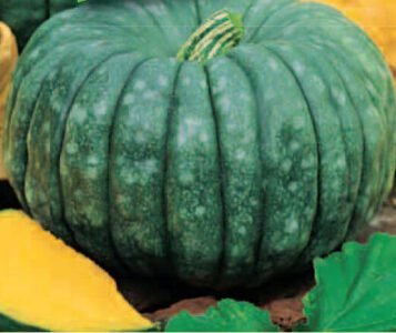Marina Di Chioggia Organic Pumpkin Seeds