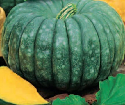 Marina Di Chioggia Organic Pumpkin Seeds
