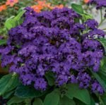 Marine Garden Heliotrope Seeds