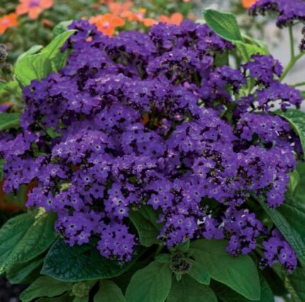 Marine Garden Heliotrope Seeds