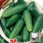 Marketer Cucumber Seeds