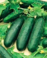 Marketmore Organic Cucumber Seeds