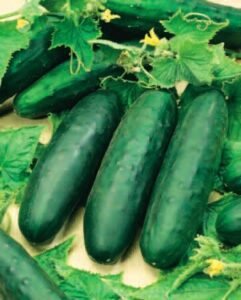 Marketmore Organic Cucumber Seeds