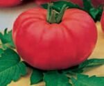 Marmande Organic  Tomato Seeds
