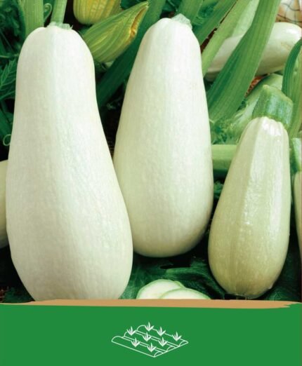 Marrow Seeds