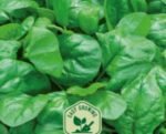 Matador Spinach Seeds