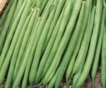 Matilda Climbing French Bean Seeds