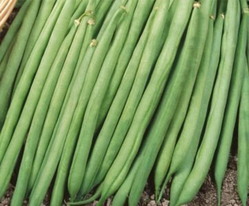 Matilda Climbing French Bean Seeds