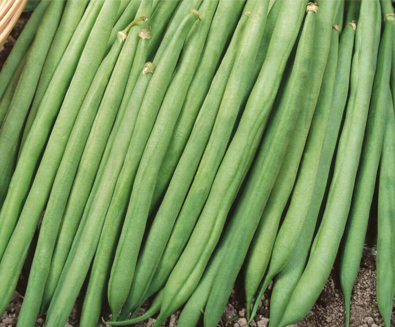Matilda Climbing French Bean Seeds Matilda Climbing French Bean Seeds