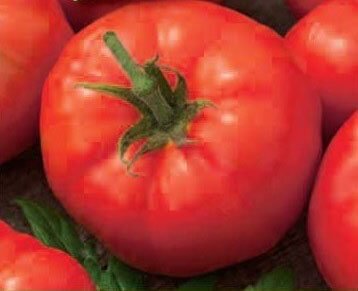 Matina Organic Tomato Seeds