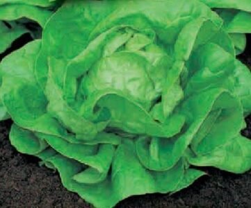 May Queen Organic Lettuce Seeds